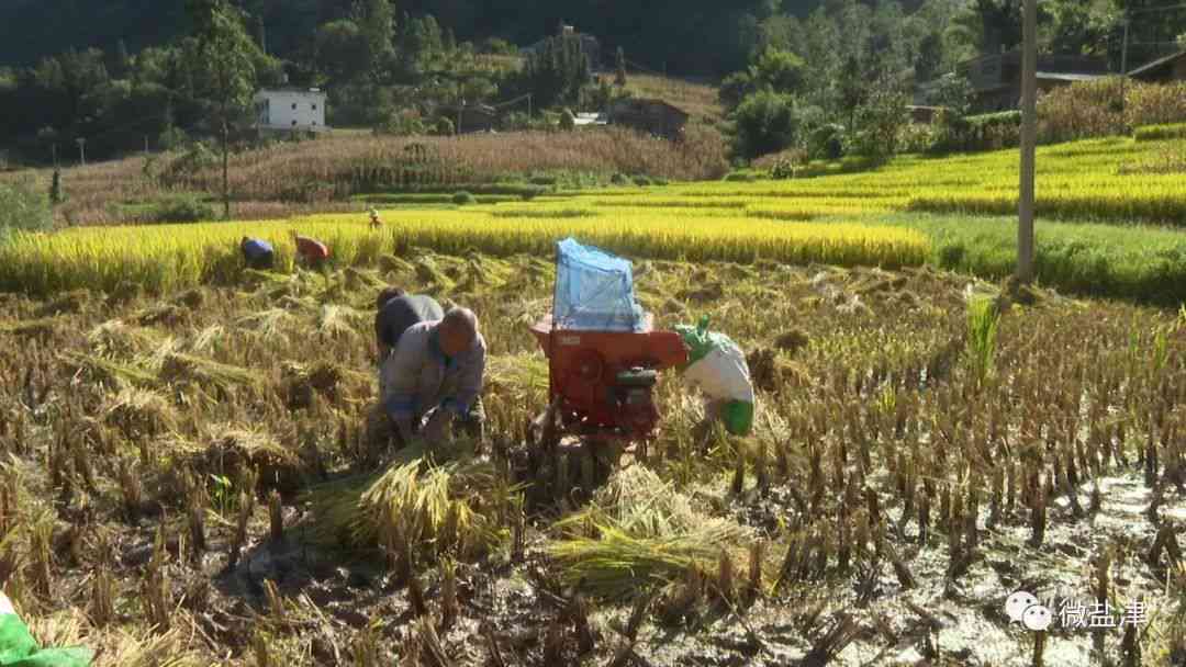 普洱茶金黄色韵味：探寻普洱茶中的金色传奇