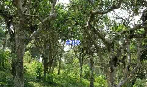 十大名牌古树普洱茶：单株独特风味与历底蕴的完美融合