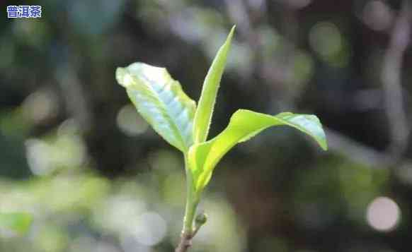 普洱茶单株茶是什么意思？流行起于哪一年？