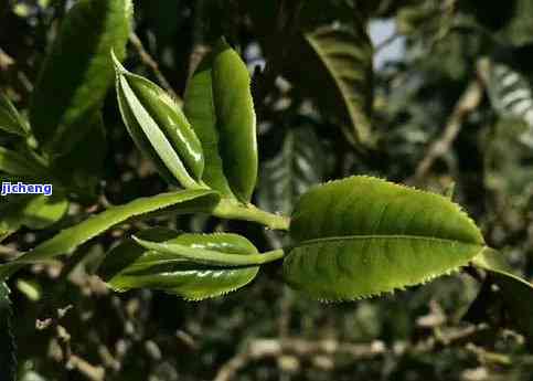 普洱茶中果香品种探究：哪一款能散发出独特的果香气息？