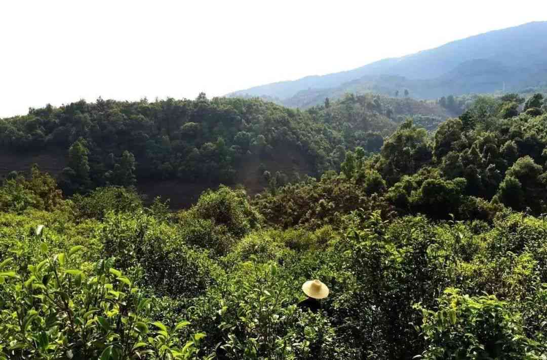 新云县山头茶园，临沧普洱茶的醉人风光