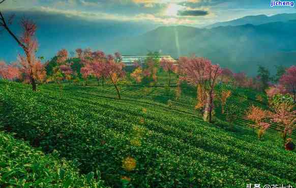 新云县山头茶园，临沧普洱茶的醉人风光