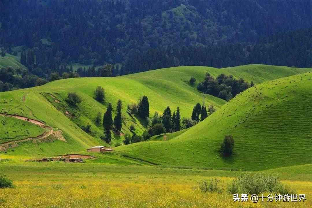 探索土地中的财富：如何从翠绿色植物中获得双重收益