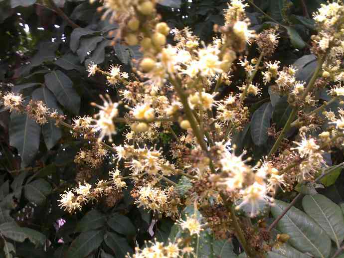 花果香最浓的普洱茶是哪种