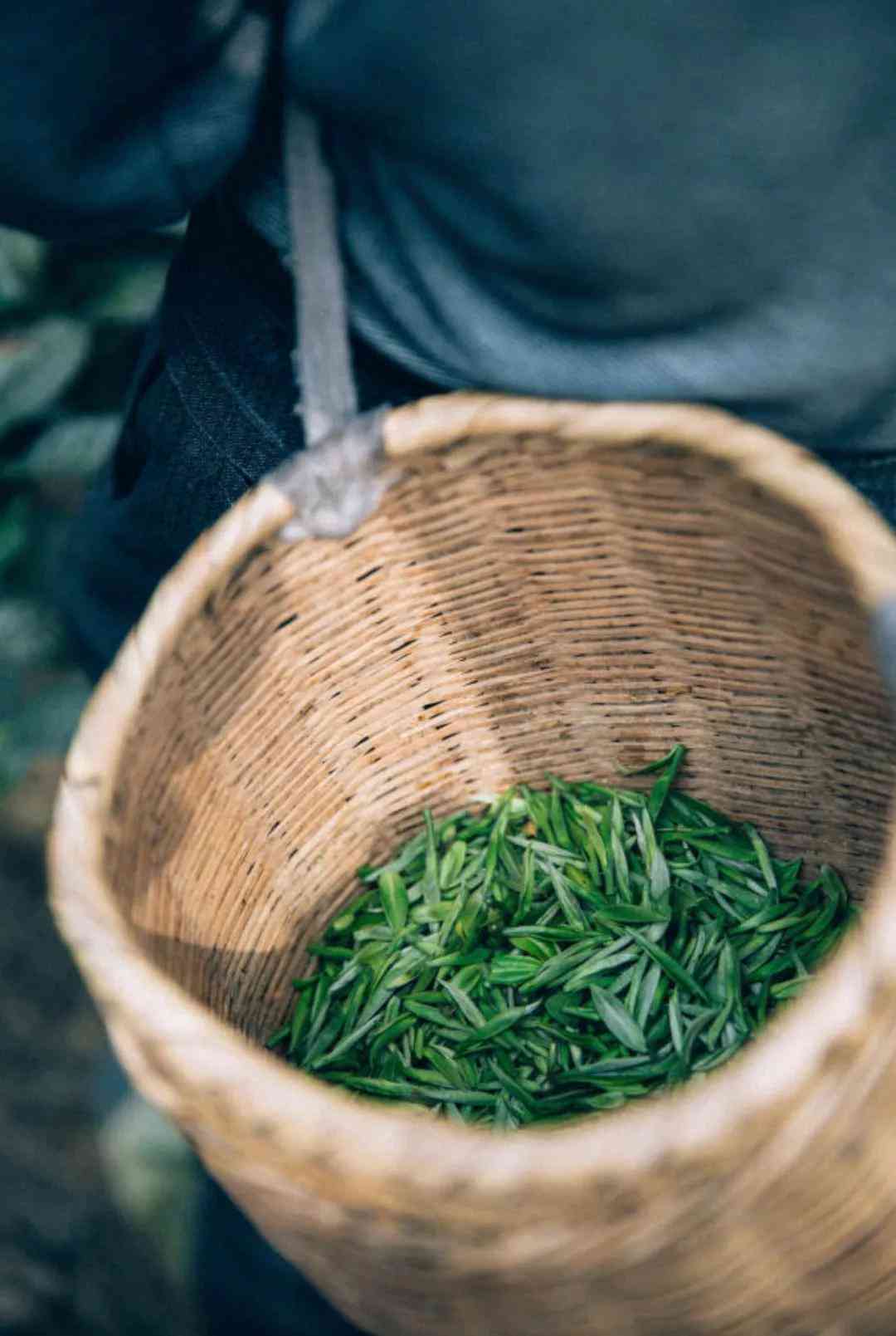 普洱茶中的秋茶与春茶：一场味觉宴的比较