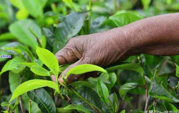 从种植到饮用：全面了解普洱茶的移植过程与品鉴技巧