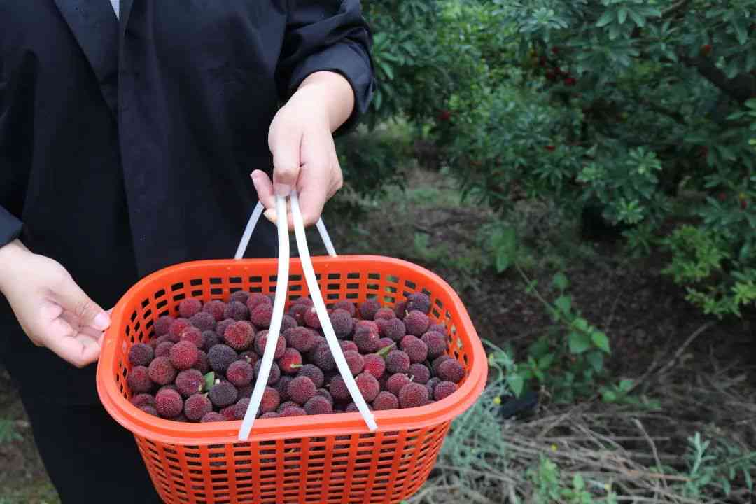 普洱茶之旅：探索与发现