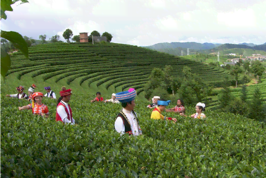 旅居普洱茶