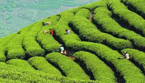 云南朴树茶叶与基地共同发展：云南朴树花园绿化工程打造优质红茶