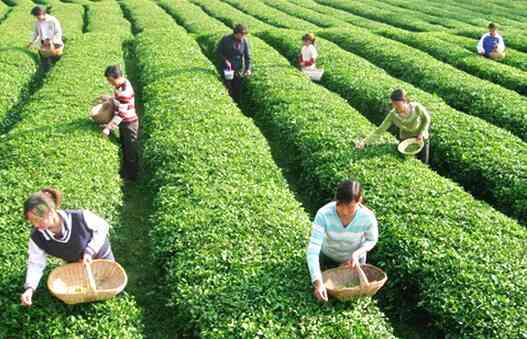 云南朴树茶叶与基地共同发展：云南朴树花园绿化工程打造优质红茶