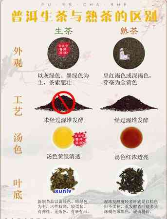 探索普洱茶的世界：生茶与熟茶的口感对比和选择建议