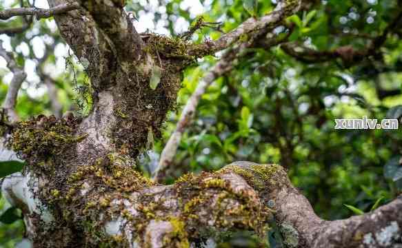 探索大叶种普洱茶野生茶的魅力：品质、口感与独特价值