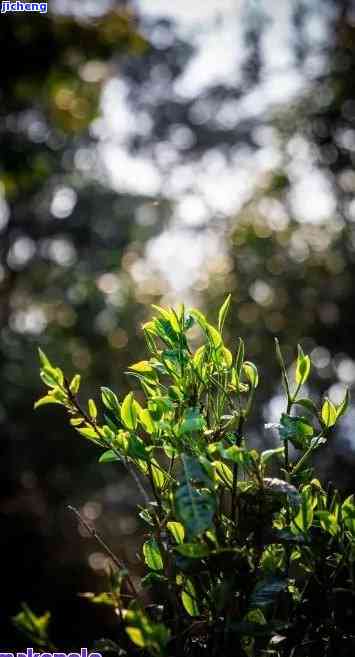 探索大叶种普洱茶野生茶的魅力：品质、口感与独特价值