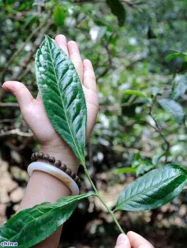 探索大叶种普洱茶野生茶的魅力：品质、口感与独特价值