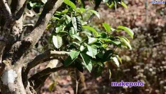 探索大叶种普洱茶野生茶的魅力：品质、口感与独特价值