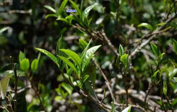 冰岛普洱茶：大叶种茶的代表还是其他品种？