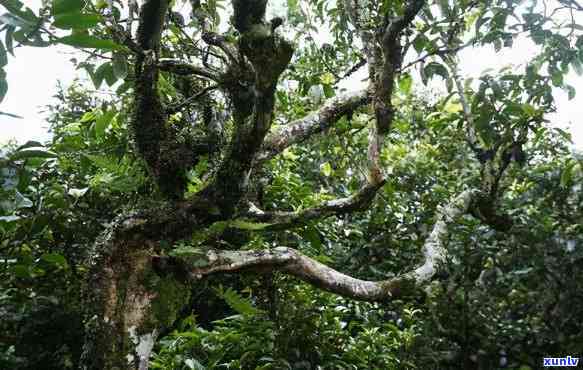 荒山普洱茶的特点、介绍与价格：荒山老树普洱茶的价值解析