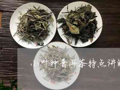 勐海普洱茶中小叶种的特点和作用