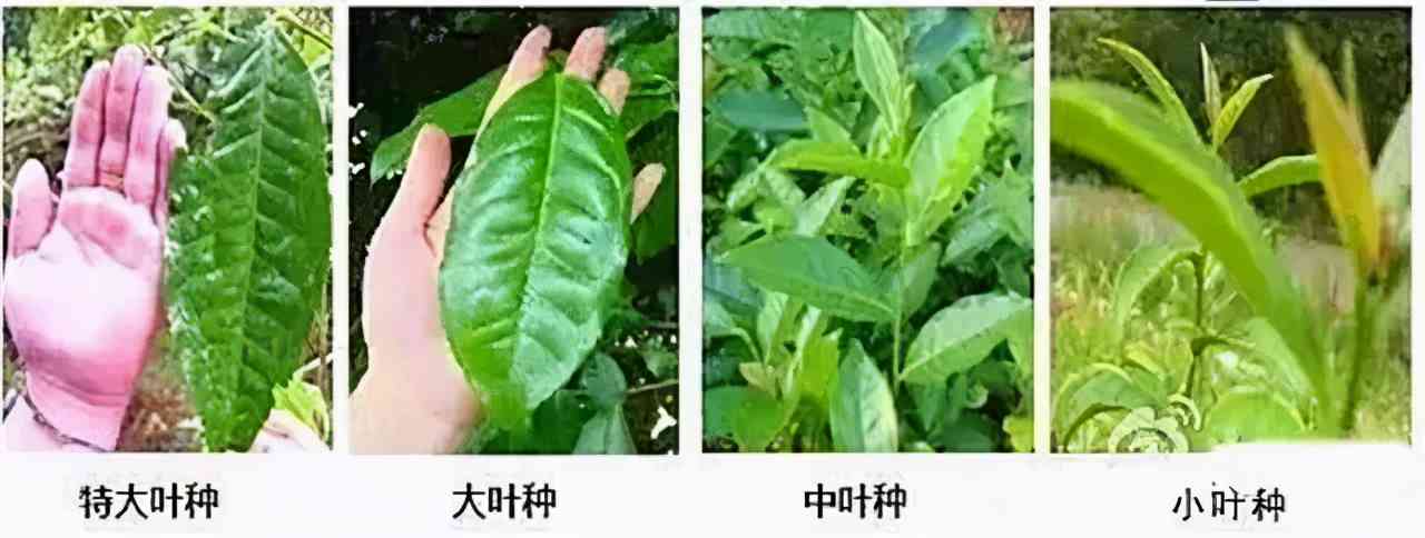 普洱茶中叶种代表茶是什么