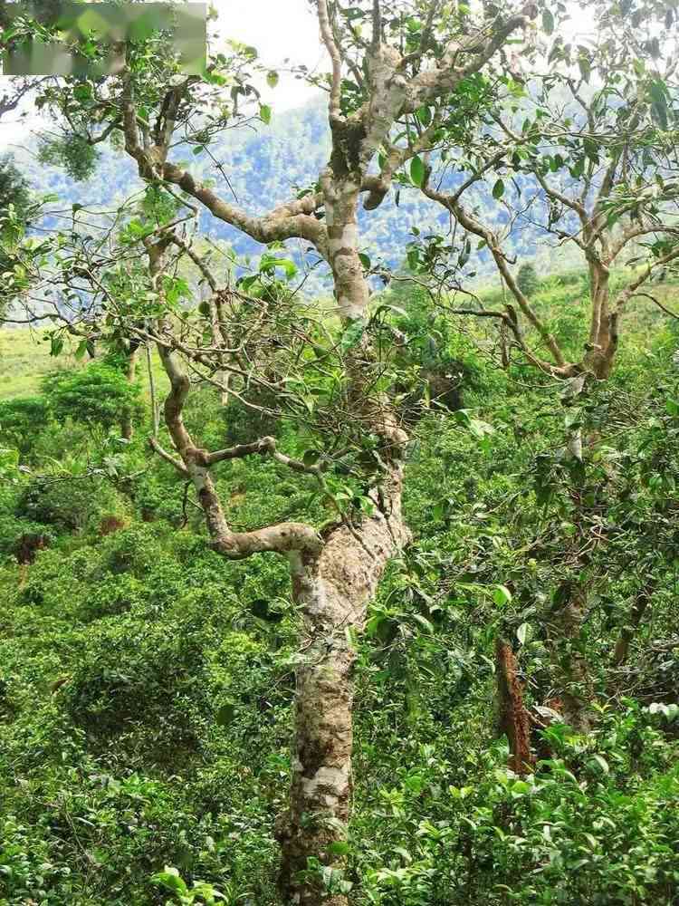 兰韵普洱茶：景迈山下的古树韵味