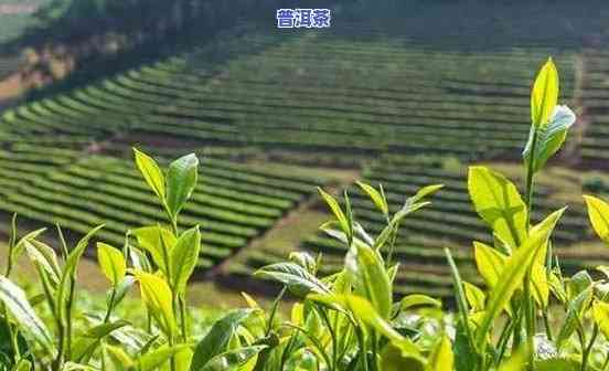 四川种植普洱茶吗？适合种植茶叶的地区和基地在哪里？