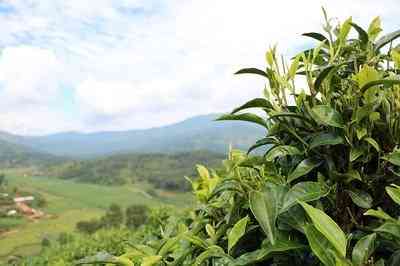 四川种植普洱茶吗？适合种植茶叶的地区和基地在哪里？