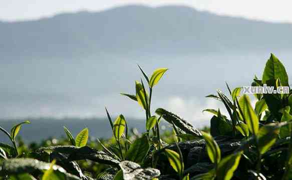 四川种植普洱茶吗？适合种植茶叶的地区和基地在哪里？