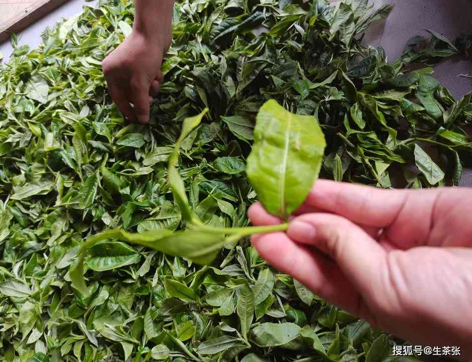 普洱茶制作中，哪种优质叶更受推荐？