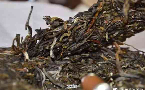 普洱茶菌的全面解析：品种、产地、功效、冲泡方法与品鉴技巧