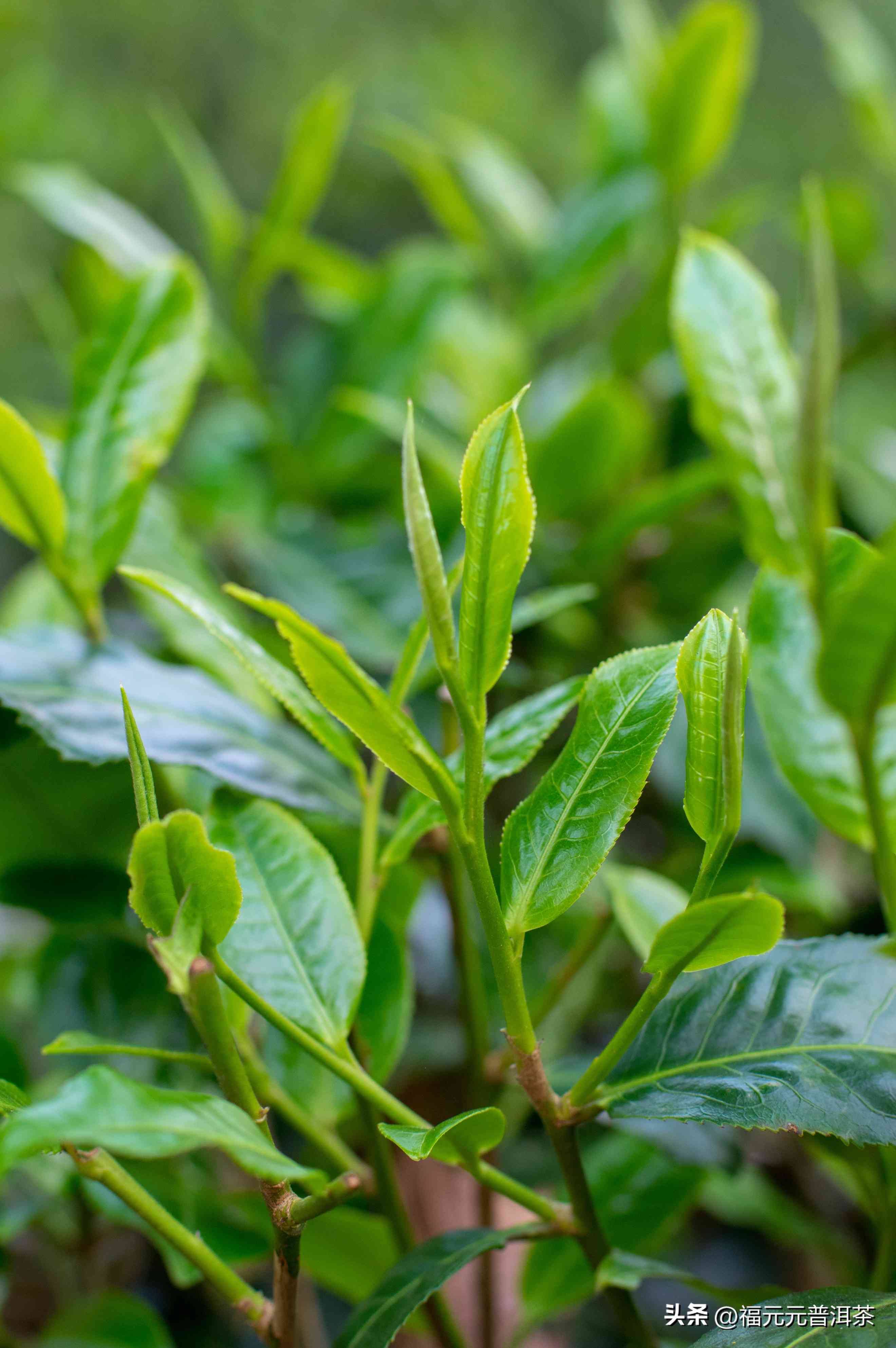 风云普洱茶