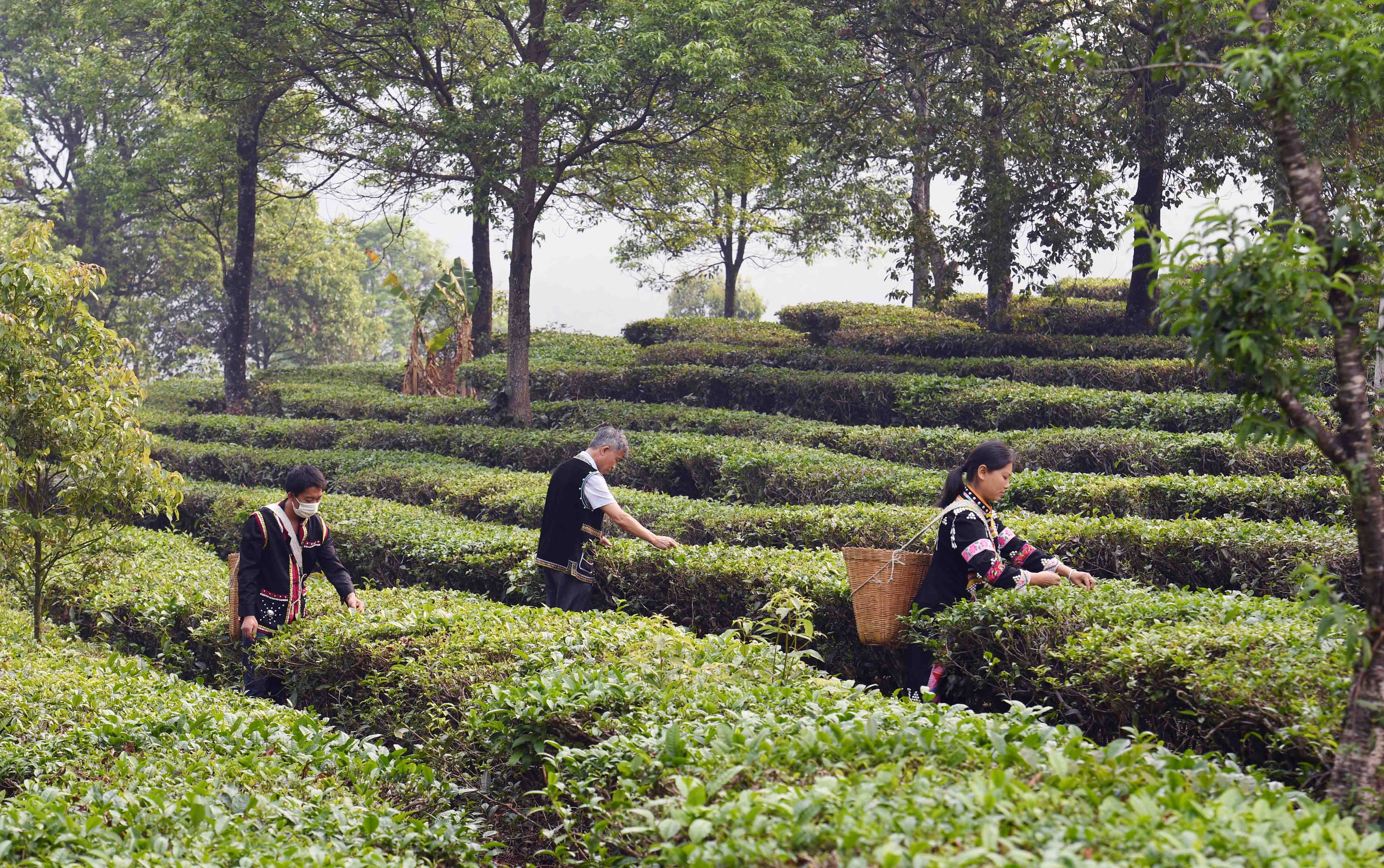 云南普洱茶业集团：传承与创新的企业简介