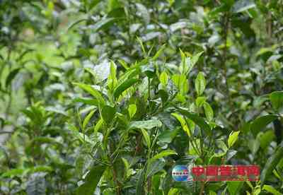 攸乐山普洱茶：大叶种茶的品质、特点以及适合的饮用方法