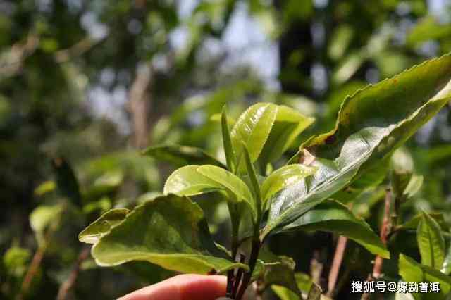 攸乐山普洱茶：大叶种植品种的真实性探讨