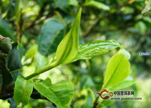 攸乐山普洱茶：大叶种植品种的真实性探讨