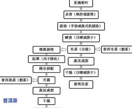 普洱茶的品种来源及其独特的发酵工艺探讨