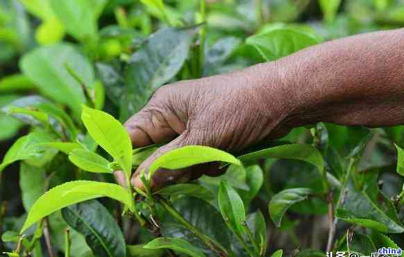 从种植到养护：全面指南教你如何培育普洱茶大叶种茶