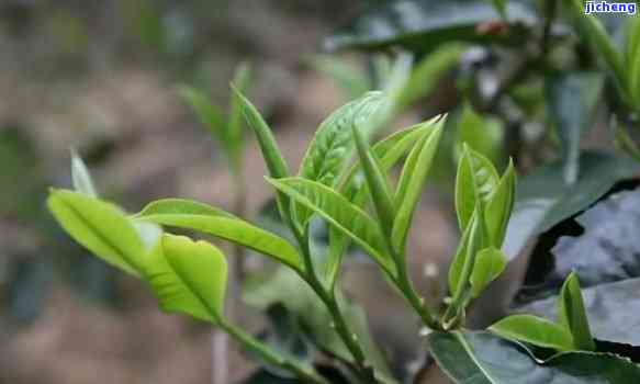 从种植到养护：全面指南教你如何培育普洱茶大叶种茶