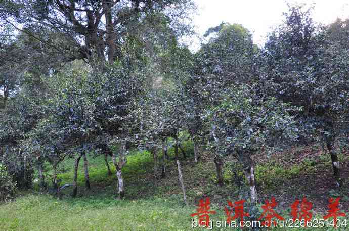 探究芒肺普洱茶的历地位与市场排名：一款不容忽视的古树茶品