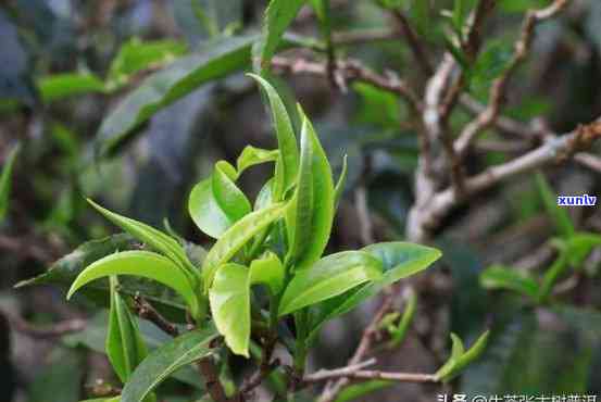 新 '深土系列普洱茶品种一览：从古树到山野，品味这些独特的茶叶'