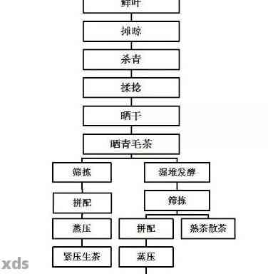 从茶树到茶杯：全面了解普洱茶的制作工艺与品饮技巧