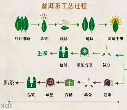 从茶树到茶杯：全面了解普洱茶的制作工艺与品饮技巧