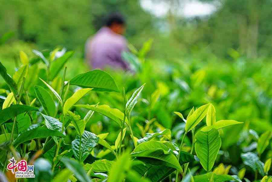 仙山普洱茶