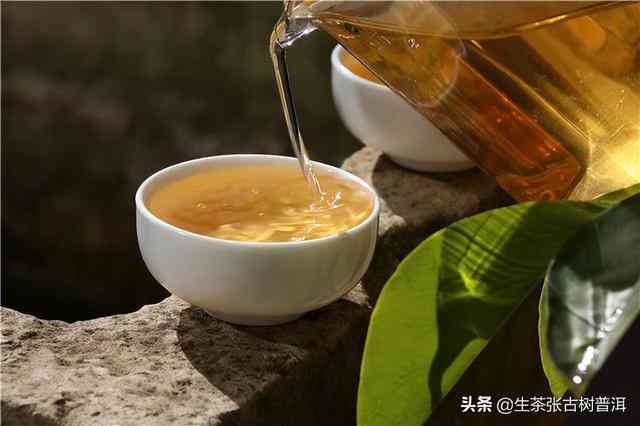 探索普洱茶新茶的全方位喝法及其益处：一篇全面解决您所有疑问的文章