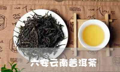 六安普洱茶