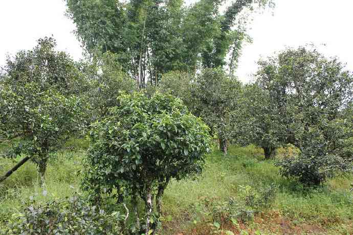 新大雪山普洱茶：独特品种、香气丰富与越品质的综合体现