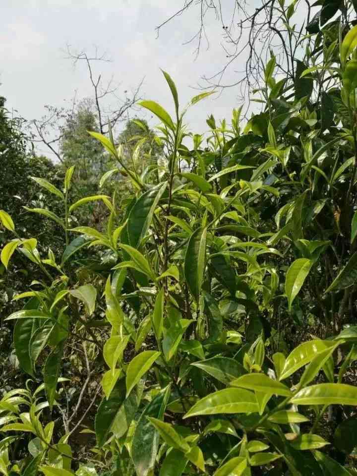 纯正云南大白菜普洱茶：古树茶香浓，健生活之选