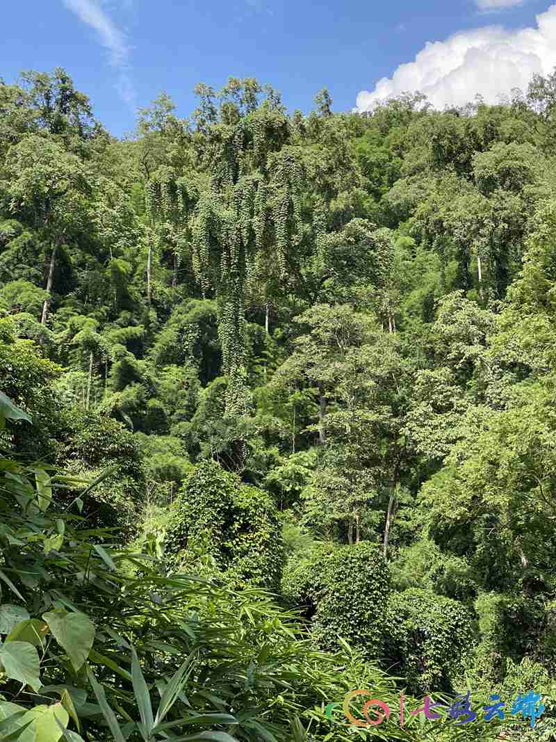 普洱茶的种植方式：木与灌木的选择及其原因解析