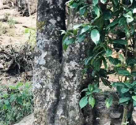 普洱茶的种植方式：木与灌木的选择及其原因解析