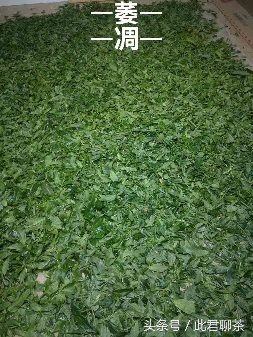 普洱茶的种植方式：木与灌木的选择及其原因解析