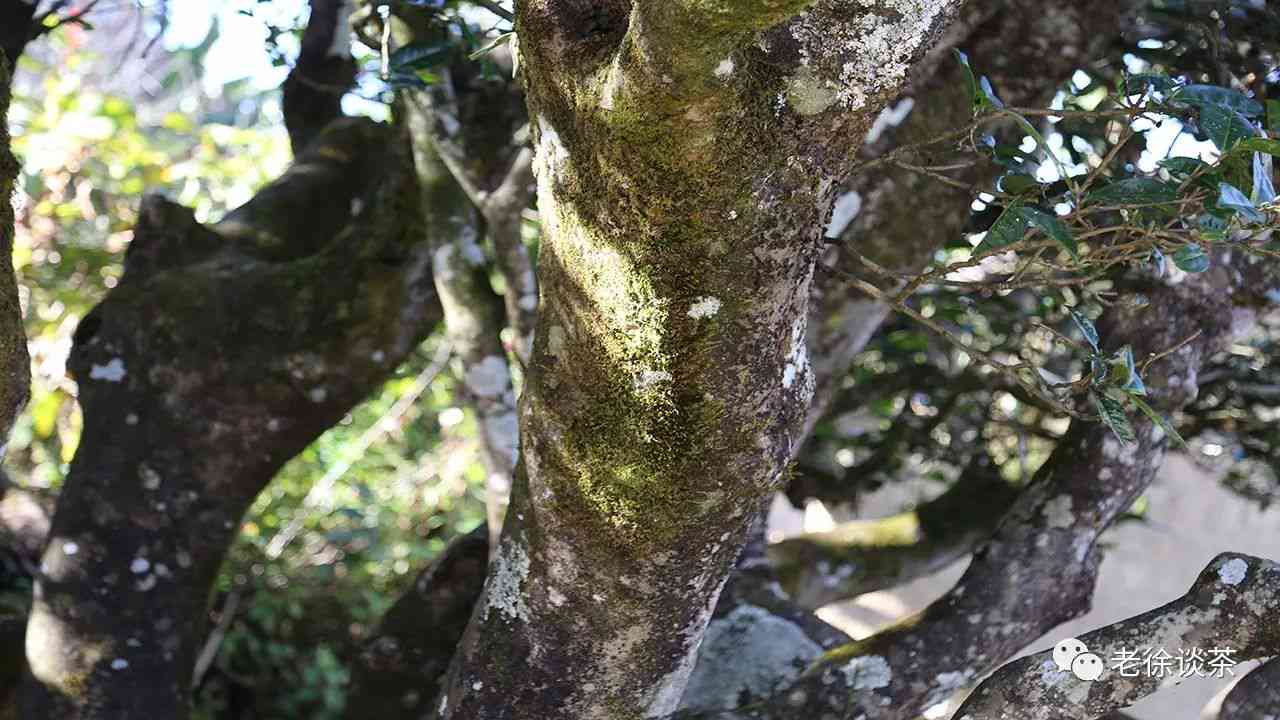 普洱茶的长期存：一颗千年古树茶叶的魅力与持久力